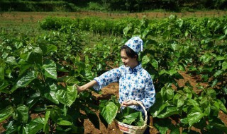 采桑是什么季节 采桑的季节介绍