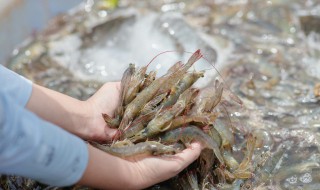 银丝顺风虾 银丝顺风虾的做法