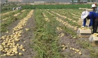 种植土豆浇水管理方法 种植土豆浇水管理方法是什么