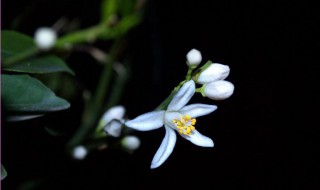 桔子花是什么时候开花 桔子花开花时间介绍