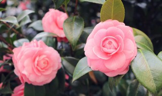 五月份芍药花好盆栽吗 芍药花种植方法