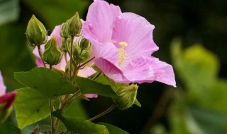 芙蓉花幼苗的养殖方法和注意事项 芙蓉花怎样培植幼苗