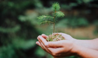 幼儿园植树出行注意事项 盘点幼儿园植树出行注意事项