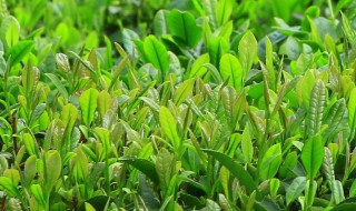 谷雨季节种植那些东西 谷雨季节可以种植哪些东西