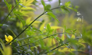 关于谷雨的物候特征 谷雨的物候特征有哪些