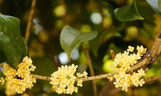 桂花的花语和寓意 桂花介绍