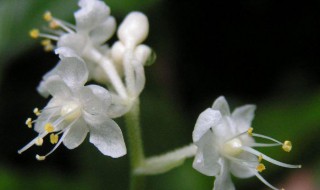 杜若花的花语 杜若花的花语是什么呢