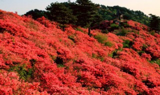 杜鹃花海在哪里 杜鹃花海的简介