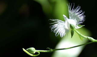 白鹭花的花语寓意及其传说 白鹭花的花语寓意及其传说是什么