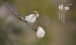 惊蛰如何养生窍门 惊蛰节气养生的方法