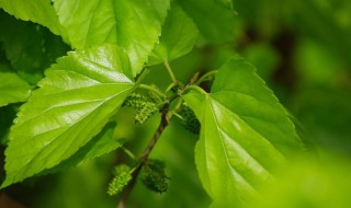 桑叶茶怎么制作方法 桑叶茶的制作方法