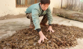 豆饼肥料的使用方法 豆饼肥料怎样使用