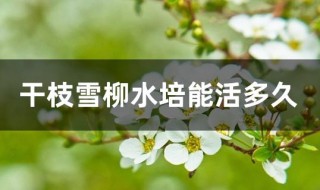 干支雪柳能活多久 干枝雪柳水培能活多久