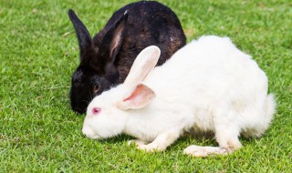 兔子喜欢吃什么食物 兔子喜欢吃的食物介绍