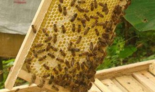 蜜蜂怎么养殖 蜜蜂如何养殖