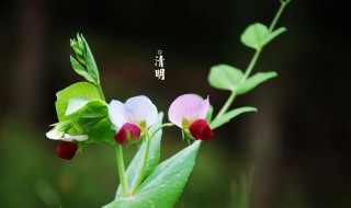 清明节气养生知识 清明节气饮食如何调理