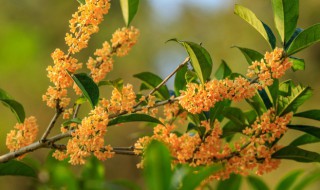 冬季桂花盆栽多久浇水 如何在冬季给桂花盆栽浇水