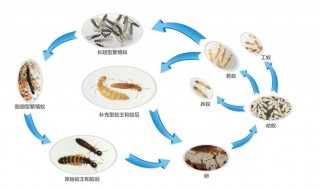 白蚁有哪些危害 关于白蚁的危害有哪些