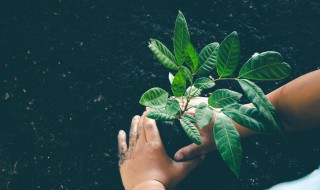 植物转录组测序的意义 植物转录组测序介绍