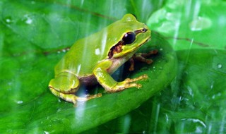 生物有哪些特征 所有生物共有的特征介绍