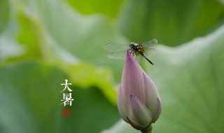 大暑是农历几月几日 大暑的时间