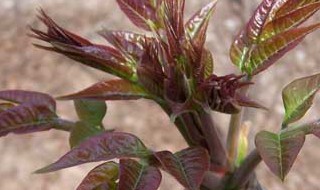 香椿怎么种植方法 如何种植香椿