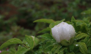 牡丹苗怎么种植方法 牡丹花最简单种植方法分享