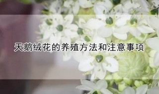 天鹅绒花的养殖方法和注意事项 天鹅绒花喜欢什么土壤