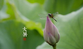 大暑祝福的话语 大暑节气祝福语文案