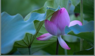 梦见荷花是什么意思 梦见荷花是什么的意思