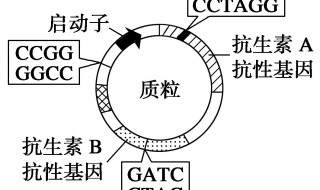 质粒是什么 质粒简介