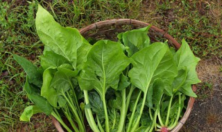 尿酸高可以吃菠菜吗 尿酸高可不可以吃菠菜