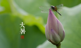 大暑节气美食 大暑节气有哪些美食