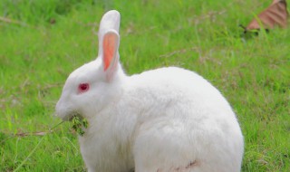 养垂耳兔要注意什么 养垂耳兔的注意事项有哪些