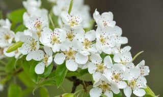 花朝节的来历及意义 花朝节的来历和意义是什么