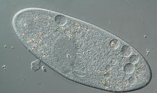 草履虫是原核生物吗 草履虫介绍