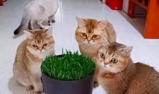 猫咪可以吃米饭吗 猫咪可不可以吃米饭