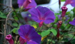 牵牛花的花语指什么 什么是牵牛花的花语