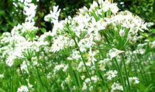 韭苔花可以吃么 韭苔花是可以吃的吗