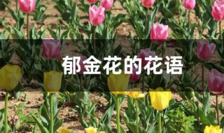 郁金花的花语是什么 郁金花的花语介绍