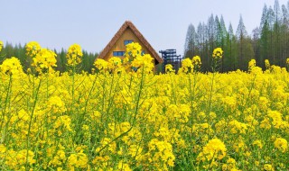 油菜花开了改为比喻句 关于油菜花开的比喻句