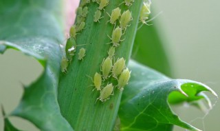 醋可以去除蚜虫吗 如何快速去除蚜虫