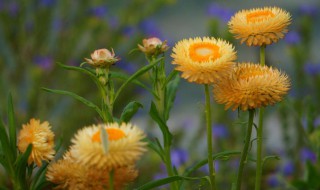 花事是什么意思 花事简单释义