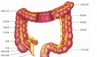 人的肠子拉直有多少米 人的肠子拉直的长度介绍