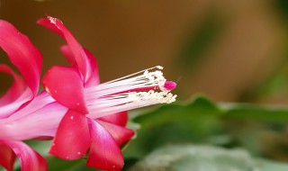 花芯是指什么 花芯简单介绍