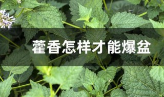 藿香怎样才能爆盆 藿香的养殖技巧