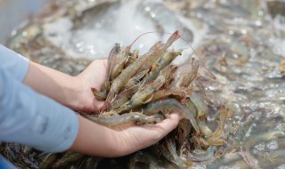 海白虾怎么做好吃 海白虾的做法