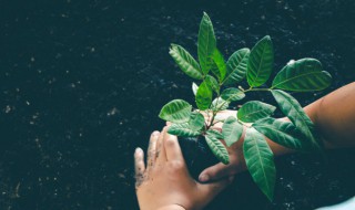 在移栽植物时保护根的方法是什么 移栽植物保护根的方法