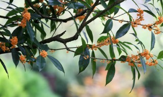 人闲桂花落夜静春山空什么意思 人闲桂花落夜静春山空原文介绍