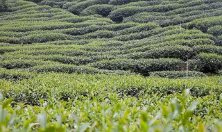 目前在云南种植什么 云南适合种植哪些经济作物